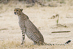 cheetah|
